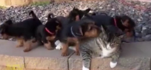 Un chat écrabouillé par une portée de chiots !