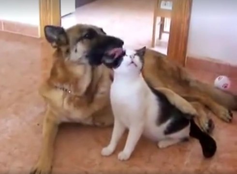 Un chien et un chat se font un gros câlin d'amour