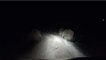 Un kangourou saute sur la voiture d'un homme en pleine nuit sur une route de campagne australienne