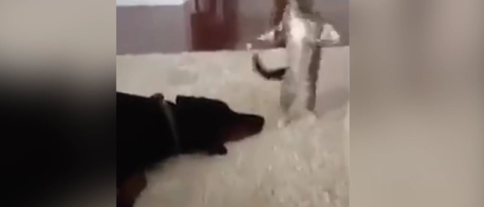 Quand le chat ne veut pas laisser le chien faire sa sieste !