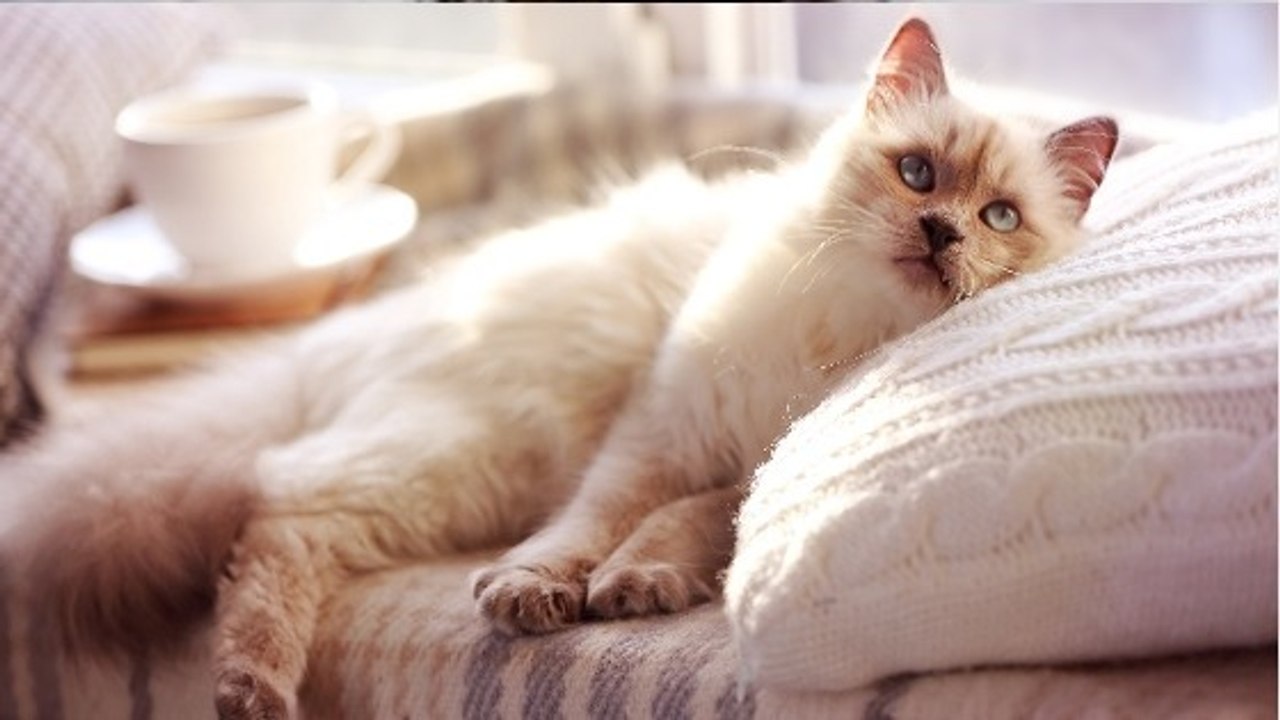 6 trucs à faire absolument pour rendre votre chat heureux en appartement