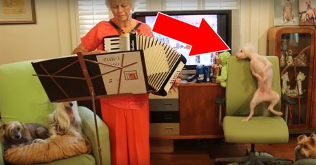 Quand il entend la polka, ce petit chien a une réaction étonnante...
