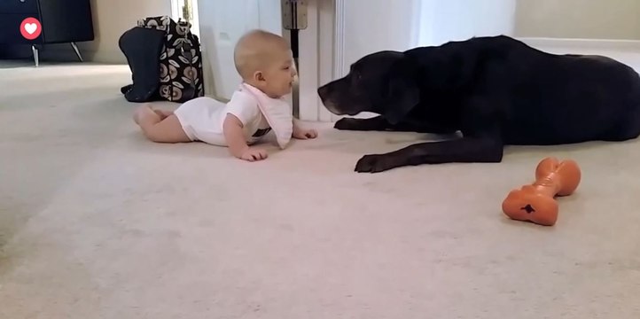 Ce bébé essaie de marcher à quatre pattes... Regardez la réaction du chien !