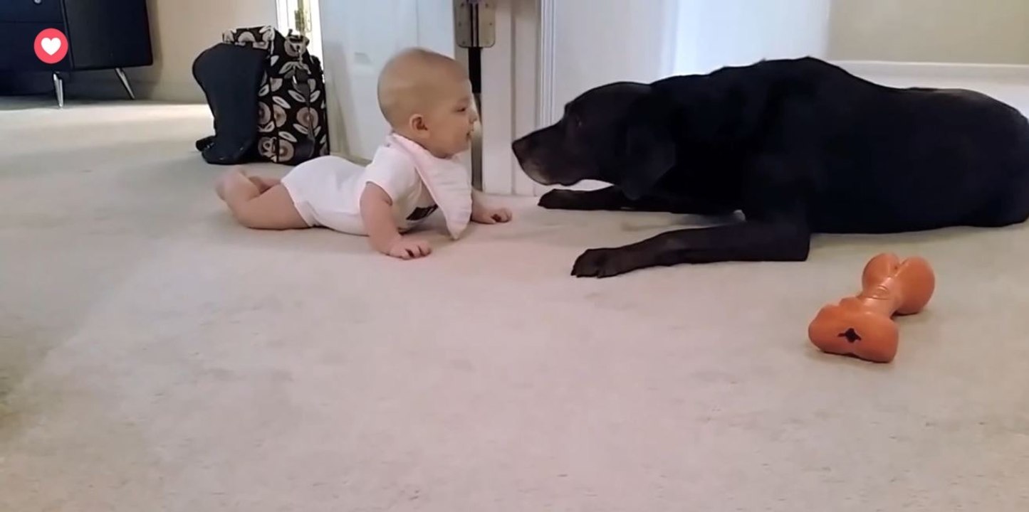 Ce bébé essaie de marcher à quatre pattes... Regardez la réaction du chien !