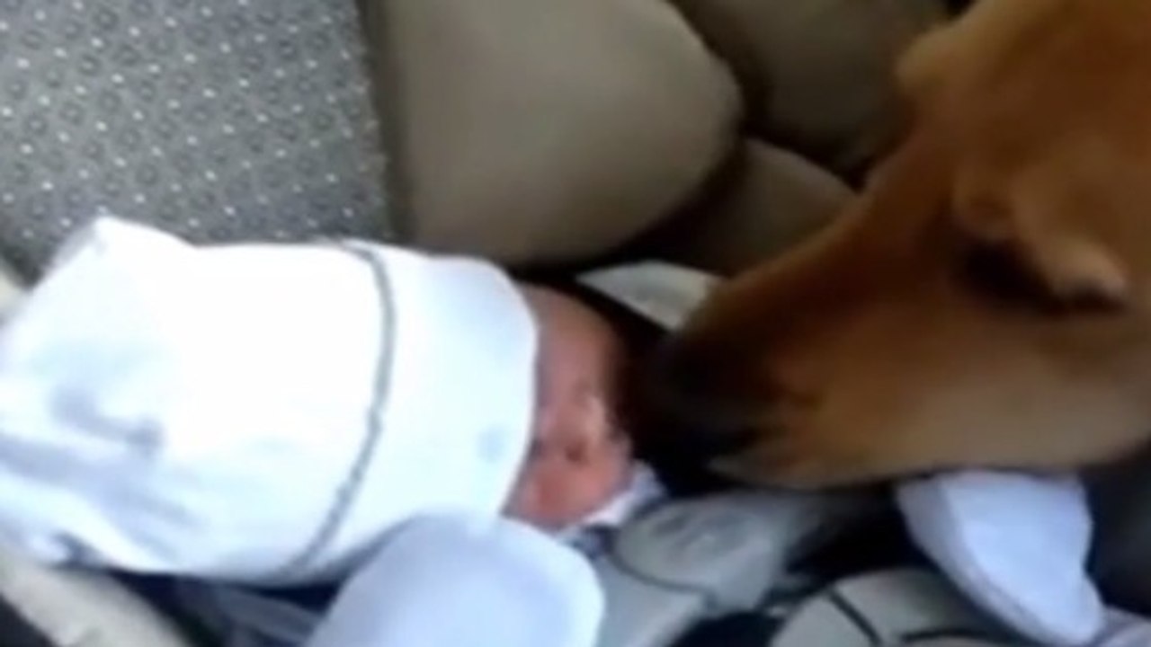 Des chats et des chiens rencontrent des bébés pour la première fois !