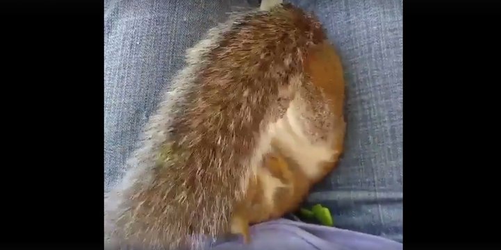 Mais quelle est donc cette étrange boule de poils ?