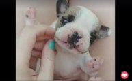 Le bébé bouledogue le plus mignon de tous les temps !
