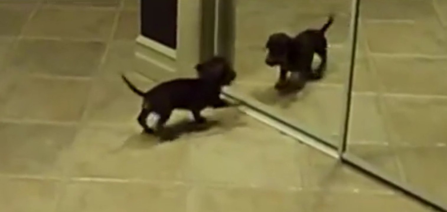 Un petit chien découvre son reflet dans le miroir... Sa réaction est trop drôle !