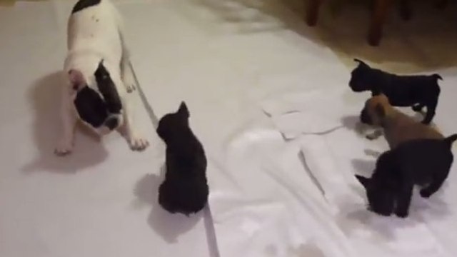 Un papa bouledogue joue avec ses bébés !