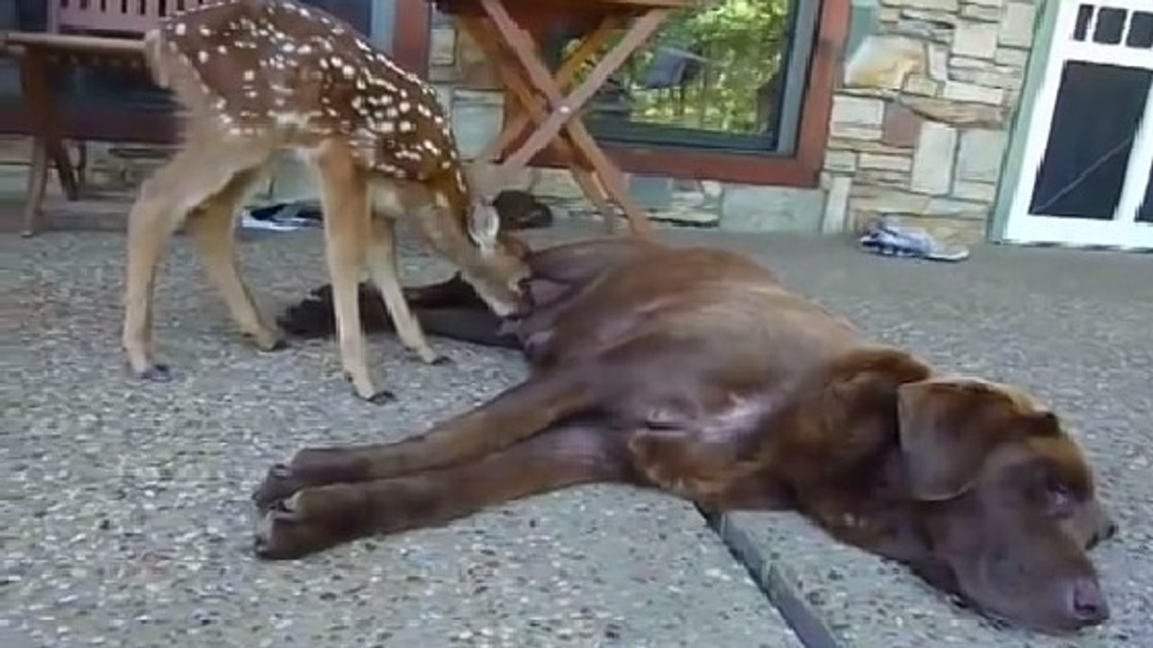 La mère de ce faon vient d'être tuée. Affamé, le petit orphelin s'approche alors de cette chienne...