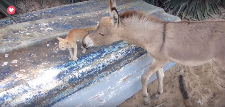 Ce petit âne a choisi ce chaton roux comme meilleur copain!