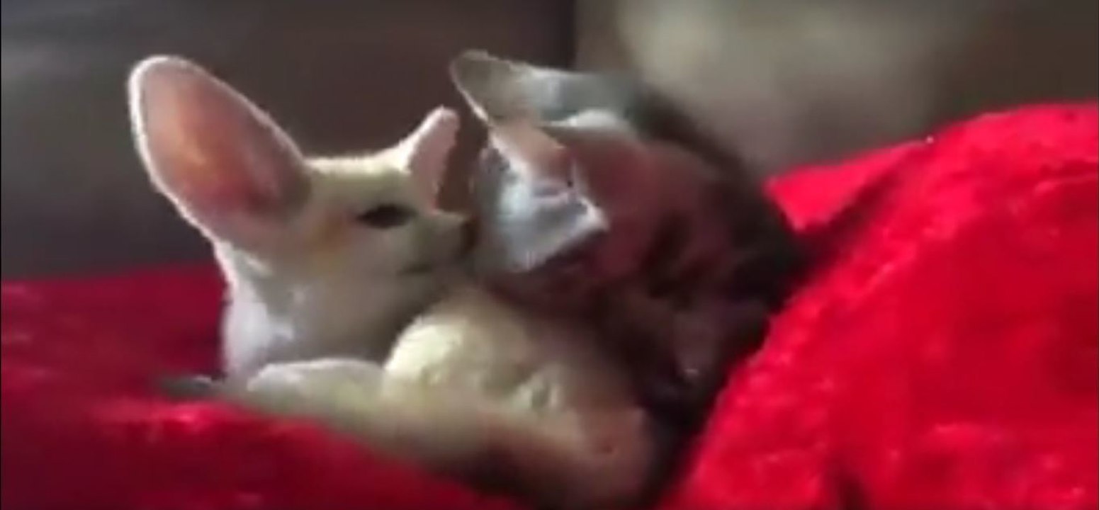 Le réveil adorable d'un petit chat et d'un fennec... Vous allez fondre devant tant de douceur !