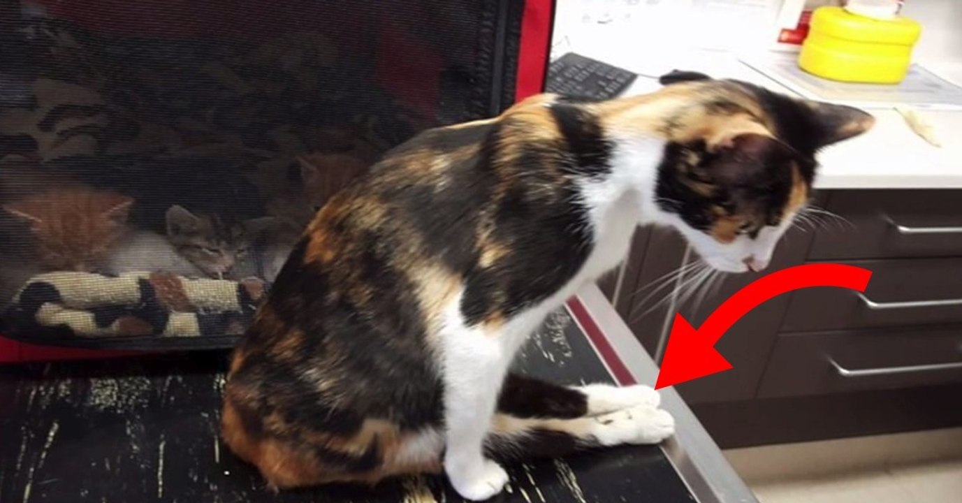 Même paralysée, l'amour de cette chatte pour ses bébés est plus fort que tout !
