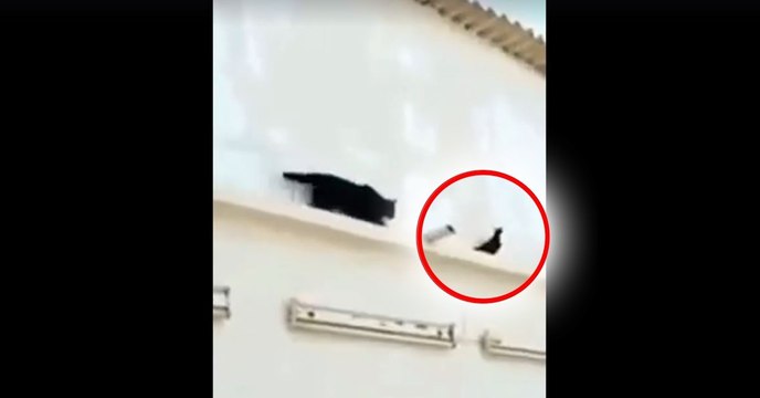 Un chat se fait ridiculiser par un pigeon!