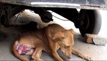 Cette chienne a été abandonnée avec un terrible cancer... Regardez ce qu'elle est devenue aujourd'hui !