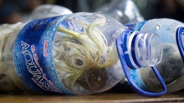 Trafic de cacatoès : les braconniers ne reculent devant rien pour importer ces animaux protégés