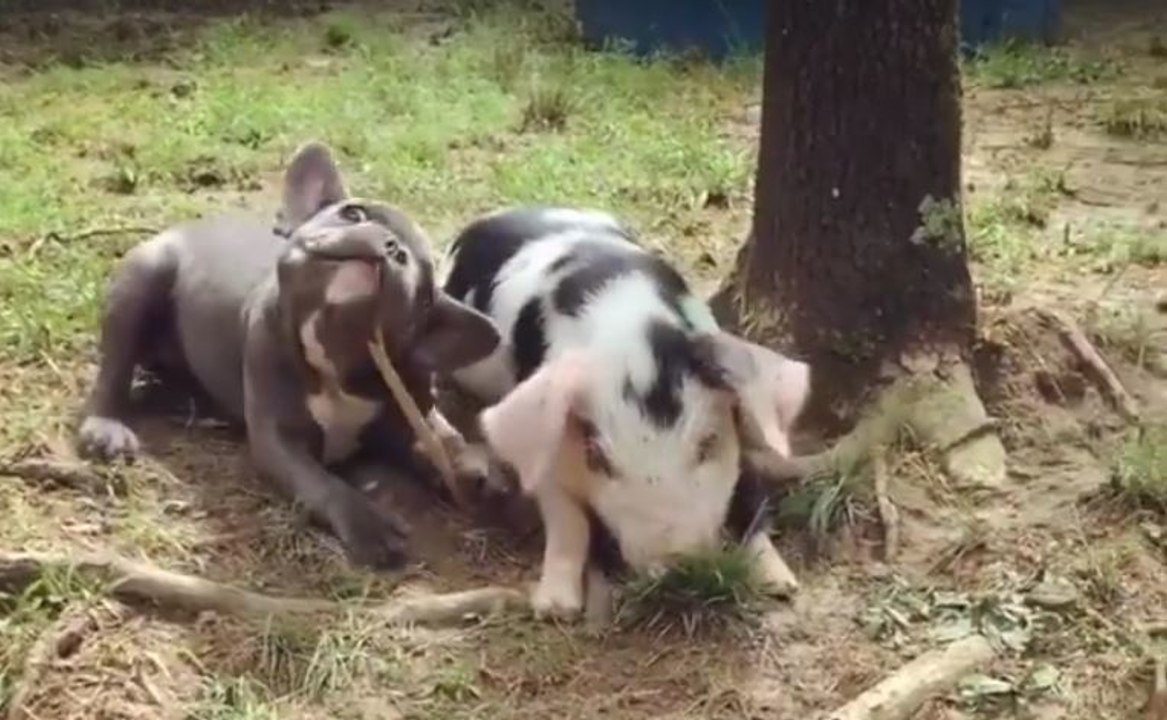 Un petit chien s'est trouvé un drôle de compagnon de jeu!