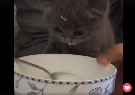 Ce chaton a une façon bien particulière de boire son lait