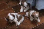 Ces 3 Shih Tzu ont l'air hypnotisés par la serpillière!