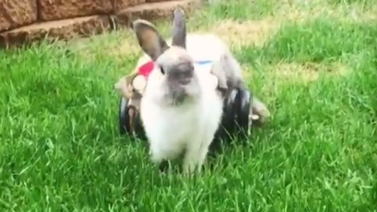 Avec sa charrette arc-en-ciel, cette adorable lapine paralysée peut enfin marcher !
