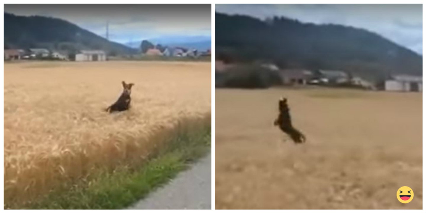 Ce chien devient complètement fou quand son maître le laisse courir dans un champ
