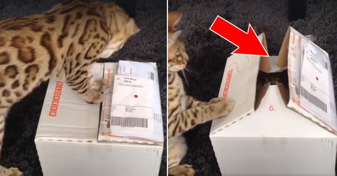 Ce chat ouvre son colis en carton...Ce qui en sort va vous donner le sourire