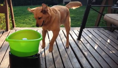Ce golden retriever s'éclate comme un fou avec son lanceur de balle !