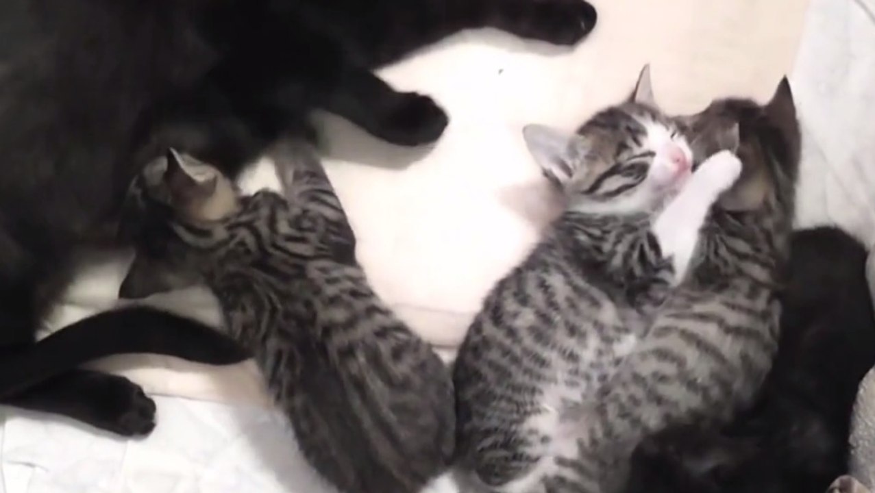 Une chatte invite ses petits à la tétée dans un concert de miaulements et de ronrons !