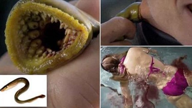 Grande-Bretagne: les poissons vampires sont de retour dans les rivières britanniques... et les nageurs sont ciblés