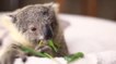 Trop chou : ce bébé koala qui mange va vous faire fondre !
