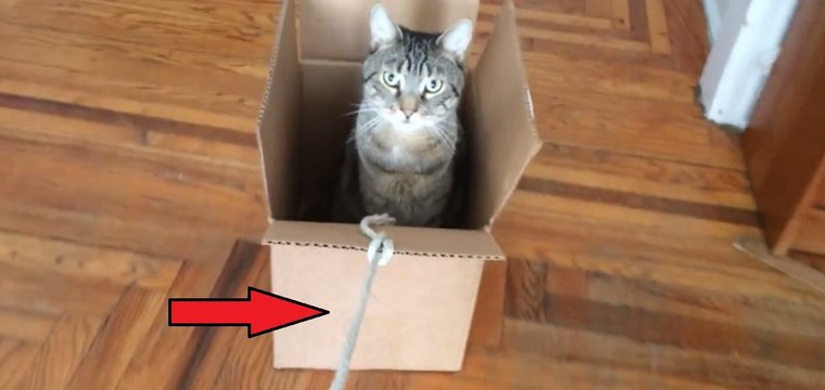Ce chat est assis dans un carton. Ce qui se passe ensuite ? Vous n'avez jamais vu ça !