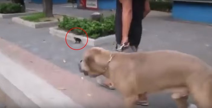 Le gros chien fonce droit sur ce petit chaton... Ce qui se passe ensuite va vous faire sursauter !