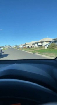 Udder disbelief as cows take surburban street