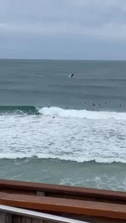 Whales and surfers play at Logans Beach Warrnambool