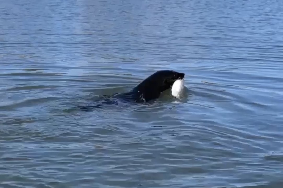 Murray Valley Standard seals 2