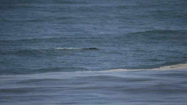 Whale sighting at Logans Beach Warrnambool
