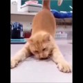 Baby Cats - Cute Cats - Adorable Cats - Funny Cats Compilations PART 39