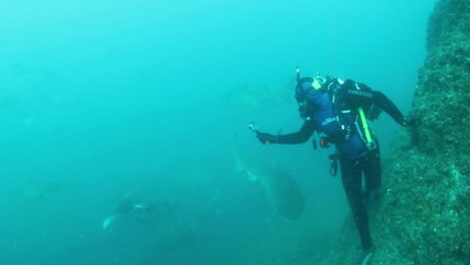 Pregnant grey nurse mums prepare to leave Wolf Rock, Double Island Point for NSW waters
