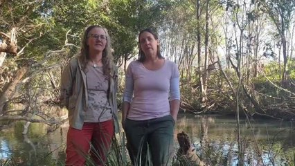 Manning River Turtle Group