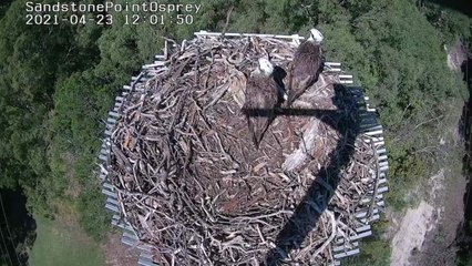 Ospreys Establish New Nesting Site