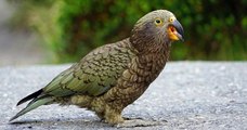 Un perroquet néo-zélandais a volé la caméra d’une touriste avant de s’envoler avec en se filmant