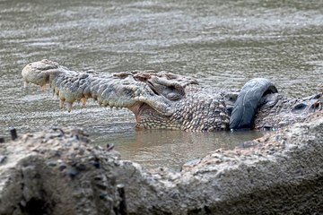 Nach fünf Jahren: Krokodil von Motorradreifen befreit