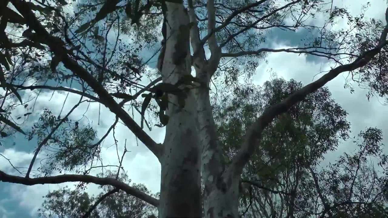 Sweetheart Koala Release