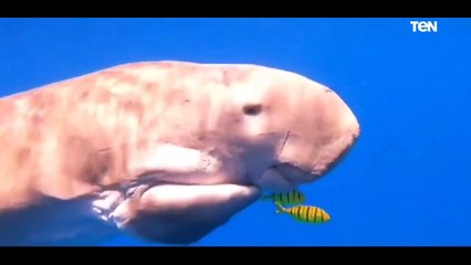 غطاسون يرصدون ظهور "عروس البحر" جنوب مدينة الغردقة