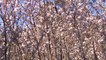 Los cerezos japoneses de Rois adelantan su floración