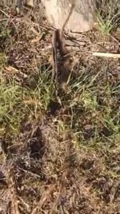 Strange caterpillar behaviour 2/2