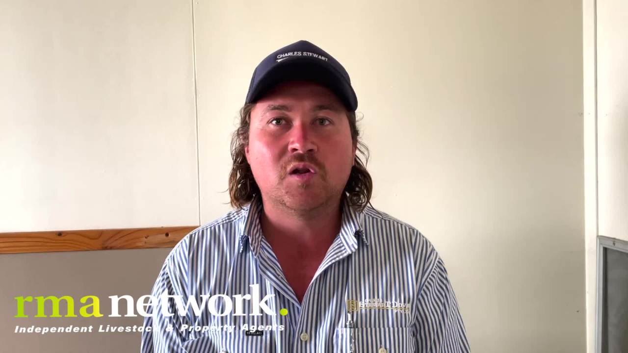 Colac Weaner Sale