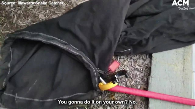 Diamond python found above bird enclosure - Illawarra Snake Catcher clip | January 14, 2022 | ACM