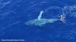 Orca approach trapped humpback whale in waters off Western Australia | January 14, 2022 | ACM