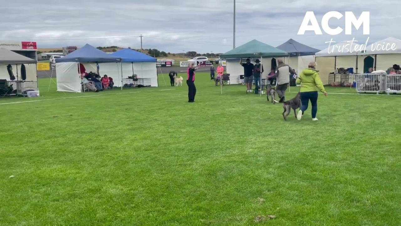 Warrnambool dog championships January 15, 2022 The Standard video